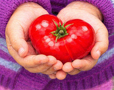 Tomate